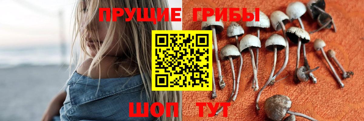 Псилоцибиновые грибы Cubensis Асино